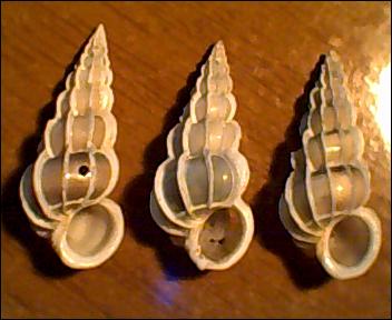Gyroscala lamellosa